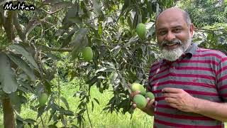 Best mangoes of the world Multan  iftikhar Ahmad usmani  ایکسپورٹ کوالٹی پاکستانی آم [upl. by Olpe]