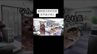 歯科技工所の日常 猫ミーム ねこ 歯科技工所 歯科技工士 歯科 あるある 日常 [upl. by Duvall429]