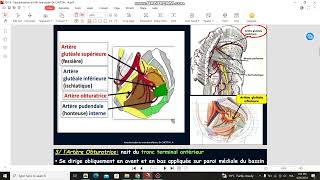 vascularisation du membre inferieur [upl. by Kaile]