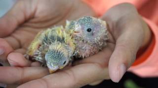 BABY PARAKEETS 2 Weeks old [upl. by Siuqram]