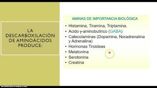 BQ Metabolismo de los compuestos nitrogenados 2a Parte [upl. by Sirah]