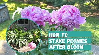 How to Stake Peonies AFTER bloom  Peony Flower  Peonies  Peony Flower Tutorial [upl. by Llet647]