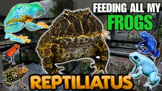 FEEDING MY PET FROGS Pacman frogs Dart frogs Tree frogs and more [upl. by Gladine]