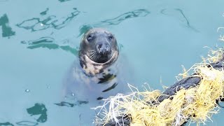 Ireland Dublin Howth Fur Seal 🦭 [upl. by Eleynad]