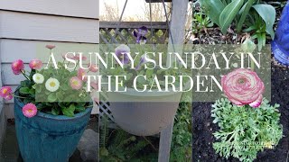 A Sunny Sunday in the Garden  Planting flowers and prepping garden beds [upl. by Adim]