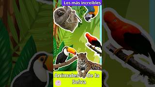 ¡Los más increíbles Animales de la Selva  Amazon Rainforest Animals 🦜🦥🌴🐆 [upl. by Fairman]