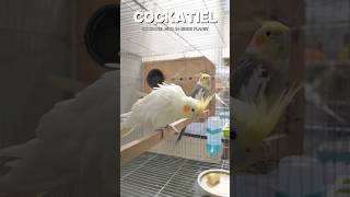 P51 ➡️ Cockatiel 🐦 bird birds [upl. by Evania]