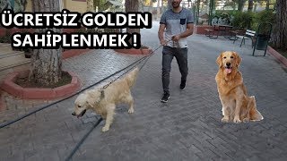 ÜCRETSİZ GOLDEN KÖPEK SAHİPLENMEK  GAZİANTEP KÖPEK BARINAĞI [upl. by Valera]