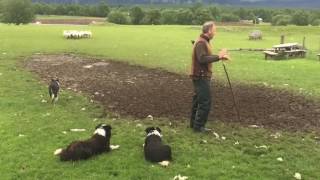 Scottish Sheepdogs in Action  Full Demonstration [upl. by Ranilopa]