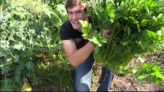 HD REUPLOAD GIANT Celery and Wildlife Abound  MIgardener [upl. by Glassman221]