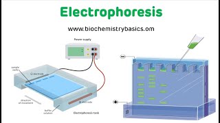 Electrophoresis Technique  Electrophoresis Biochemistry [upl. by Kippy229]