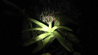 Western Kentucky insect sounds at night • Looking for bugs on my orchids [upl. by Aihsercal731]