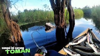 MANCING IKAN TOMAN  CESTING SNAKEHEAD [upl. by Suk]