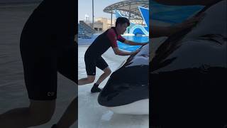 Giant dolphin fish was found inside the swimming pool  shortvideos [upl. by Balduin837]