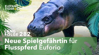 Neues Flusspferd für den Zoo Leipzig Langfolge 282  Elefant Tiger amp Co  ARD [upl. by Ahsla]