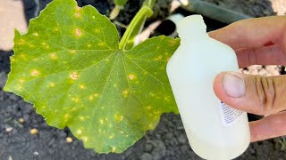 Here is a simple remedy for yellowing cucumbers Protection against diseases on cucumbers Hydrogen [upl. by Ymassej]