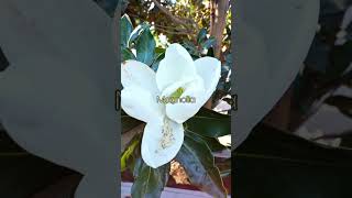 Meet One of the Worlds First Ever Flowering Plants 👀🌸 magnolia plantfacts mindblowing garden [upl. by Nester]