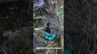 fact about Penduline tit birds amezingfacts shorts viralvideo [upl. by Fording]