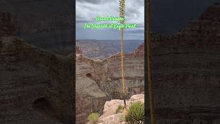 The Skywalk at Eagel Point grandcanyon shortvideo shorts [upl. by Nura389]