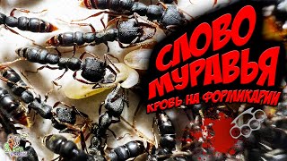 СЛОВО МУРАВЬЯ кровь на формикарии ● Stigmatomma reclinatum ● Обзор [upl. by Gilligan]