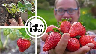 How to Grow Strawberries from Planting to Harvest 🍓🍓🍓🍓🍓 [upl. by Coben]