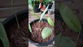 Calathea plant plants garden DIY [upl. by Rosenkranz924]