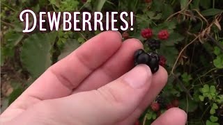 What You May Not Know About Dewberries [upl. by Abehsile]