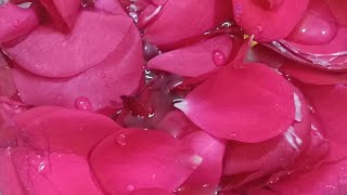 Homemade Rose Toner for Winters skincareroutine skincare GlowingSkin viralvideo [upl. by Laitselec]