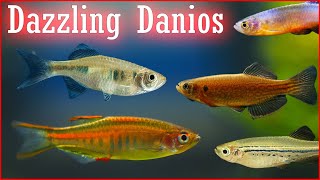 Dashing Danios 8 Species For Your Aquarium [upl. by Eenwat]