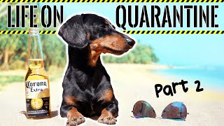 Ep2 Life on QUARANTINE  PART 2 Funny Dogs Staying Home [upl. by Hax160]