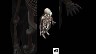 Introduction to Human Skeletal System  Axial Skelton  Appendicular Skeleton [upl. by Rolyak]