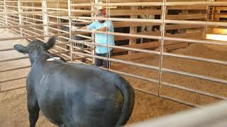 ☆ loading a stubborn bull that didnt want to get in the trailer at a cattle auction in Georgia ☆ [upl. by Augy]