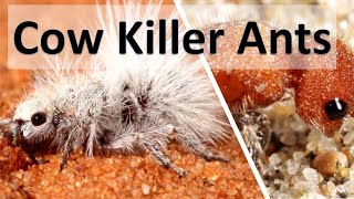 COW KILLER ANTS RED vs WHITE Thistledown VELVET ANTS Wasps with HORRIBLE STINGS [upl. by Gabor536]