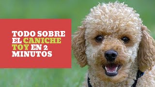 🐕 CANICHE TOY TODO sobre la RAZA 👉 ¡En 2 MINUTOS [upl. by Yelbmik]