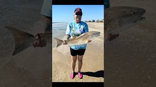 Redfish Bull Red Drum 33 12” fishing redfish [upl. by Renado898]