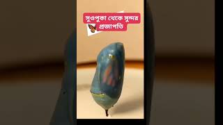 সুন্দর প্রজাতির জন্ম  sanmedia24 islamicstatus shorts shortvideo viralshort trendingshorts [upl. by Harod83]