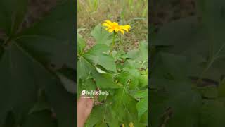 Mexican sunflowerlooking like garberashortsvideo viralvideo ytshorts [upl. by Kuehn909]