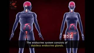 Endocrine System [upl. by Sihon476]