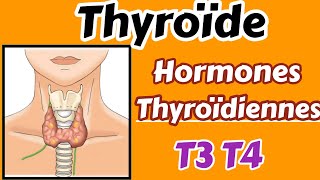 Thyroïde et hormones thyroïdiennes métabolisme régulation hyperthyroïdie [upl. by Eelarak]