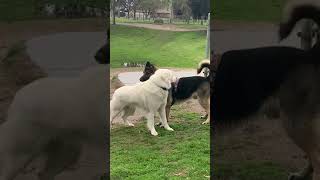 German Shepard vs Pyrenees at dog park [upl. by Nnyl]