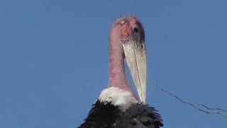 Marabou Stork What a ugly bird [upl. by Traweek880]