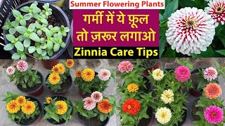 गर्मी का सबसे Special पोधा Zinnia From Seeds With Update  Zinnia Plant Care Tips  Rainy Flowers [upl. by Line]