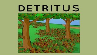 Detritus [upl. by Blythe747]