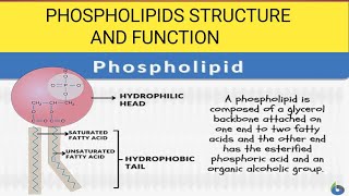 Phospholipids Phospholipids biochemistry [upl. by Adnole]