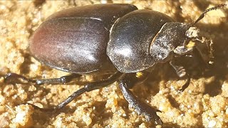 Female Stag Beetle nature insects [upl. by Uthrop346]