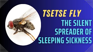 Tsetse Fly The Silent Spreader of Sleeping Sickness [upl. by Yelrehs]