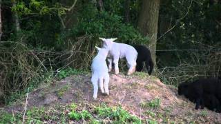 Safe in the Sanctuary  Rescued Sheep amp Lambs at Hillside [upl. by Teloiv]