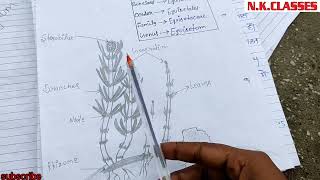 equisetum in Hindi for BSC easy  pteridophytes  explain botany bsc equisetum [upl. by Andaira]