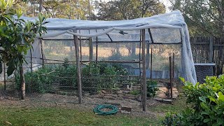 Yerranderie South Western Blue Mountains NSW  Growing Vegetables and herbs [upl. by Murvyn]