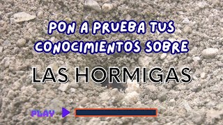 ¿Cuánto Sabes Realmente sobre las Hormigas Pon a Prueba tu Conocimiento con Nuestra Trivia [upl. by Aikar451]